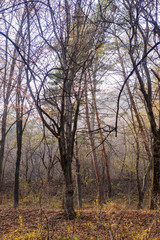 Fototapeta na wymiar Forest in early autumn, Armenia