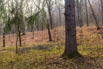 Forest in early autumn, Armenia