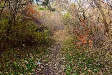 Forest in early autumn, Armenia