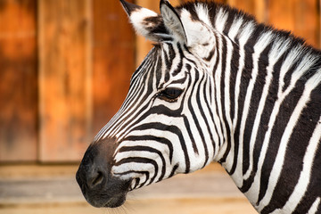 Fototapeta na wymiar Zebra portrait with wood in background