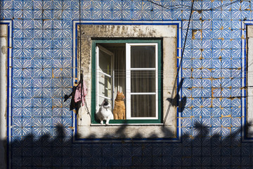 Two cats at a window in an old building in the traditional Bica neighborhood in Lisbon, Portugal