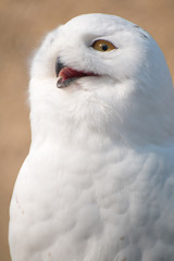Snow Owl in Portrait
