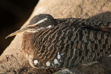 Bird sitting on a rock and watching out
