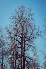 Tree without leaves in early spring