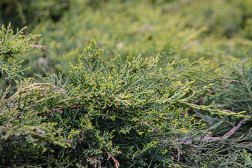 Fir-Tree Branches Background