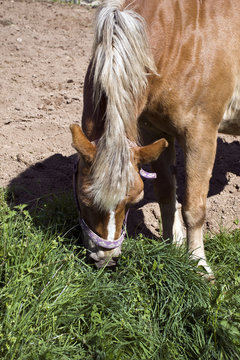 Primo piano del cavallo che bruca l'erba
