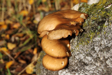 Tree mushrooms on a silver birch in the September forest
