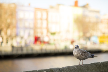 Seagull in Dublin