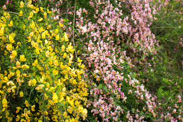 photo of a shrub with yellow and pink flowers