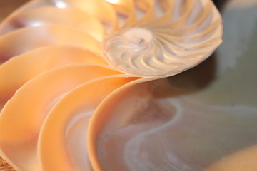 nautilus shell symmetry Fibonacci half cross section spiral golden ratio structure growth close up back lit mother of pearl close up ( pompilius nautilus ) stock, photo, photograph, image, picture, 