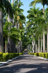Fototapeta premium Palm tree street