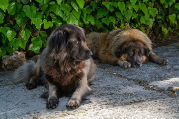 two dogs resting down