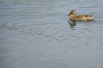 Female mallard duck