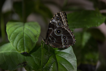 Dark butterfly