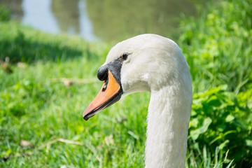 White goose portrait
