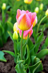 Beautiful tulip in the spring garden