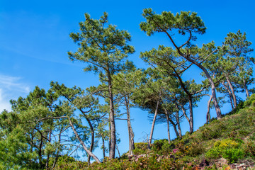 pine trees on green field