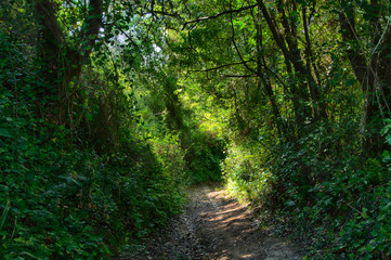 Obraz premium gravel path in the woods