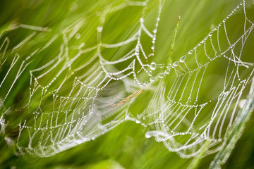 Spider web with dewdrops on the morning