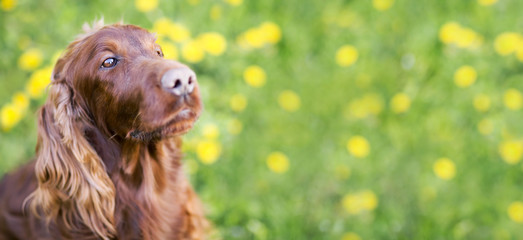 Web banner of a cute Irish Setter dog