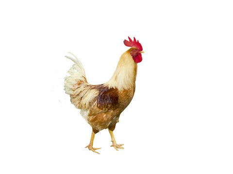 A hen chicken in white background