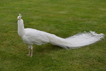 Naklejka premium pavone