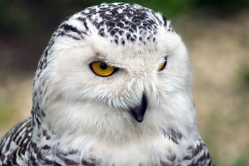 Polar owl, Galichya Gora Reserve, Lipetsk region, Russia