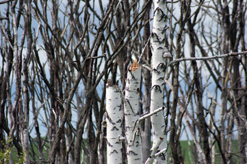 Forest after fire, Lipetsk region, Russia