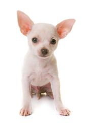 puppy white chihuahua