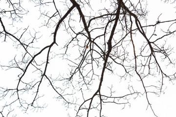 Tree branches in sky