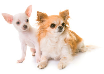 puppy and adult chihuahua