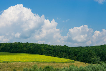 beautiful summer landscape field of wheat with sky big clouds