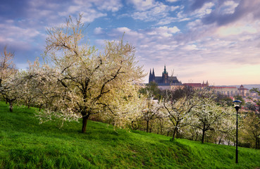 Fototapeta na wymiar Sunny yard during spring morning at Prague, Czech republic.