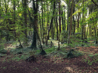 Spring forest,Northern Ireland