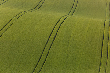 Agricultural land with fresh crops