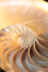 nautilus shell symmetry Fibonacci half cross section spiral golden ratio structure growth close up...