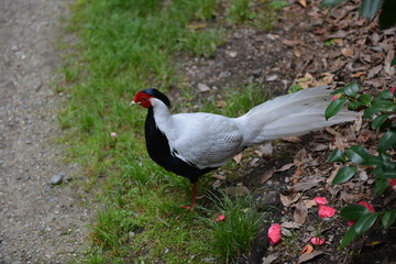 occelli