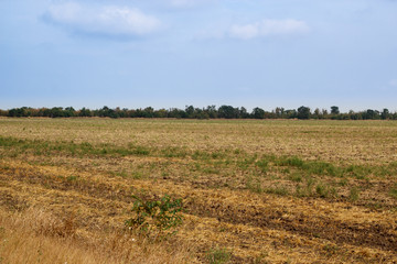 Autumn field with trees and yellow grass