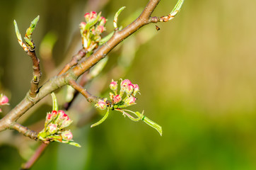 On a farm, snails creep along fruit trees.