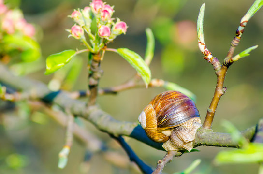 On a farm, snails creep along fruit trees.