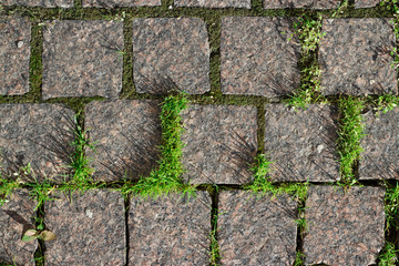 Close-up of stone tile with grass