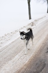 husky on a walk