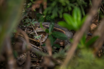 two litle lizards playin