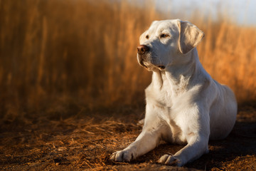 Schöner labrador retriever hund welpe liegt vor einem kornfeld in der sonne - obrazy, fototapety, plakaty