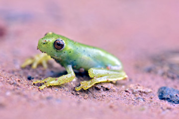 True tree frog sighted in remnant of Atlantic Rainforest