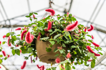Chenille foxtail acalypha hanging flower pot