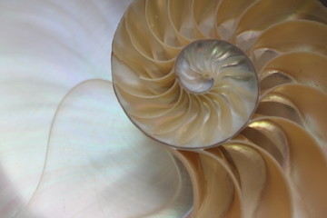 shell nautilus pearl Fibonacci sequence symmetry cross section spiral shell structure golden ratio...