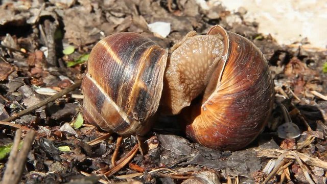 Big snails in the wild act of reproduction. Two grape snails mate