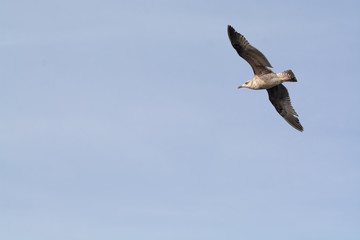 Seagul flying in blue sky