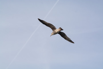 Fototapeta na wymiar Seagul flying in blue sky